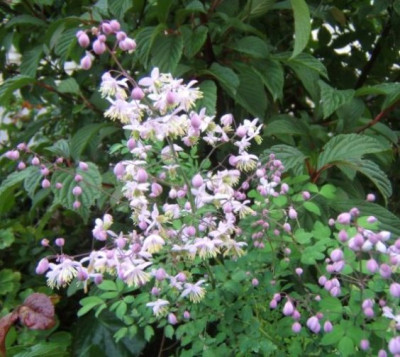 Thalictrum_delavayi_1.JPG