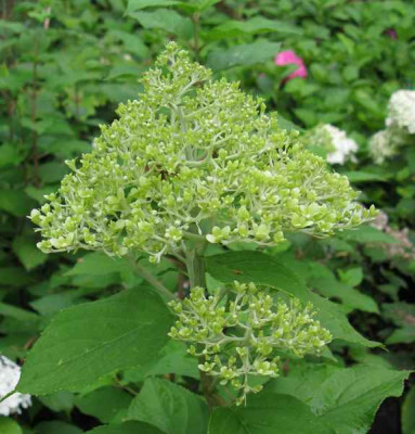 Hydrangea_paniculata_Webbs_oder_Grandiflora_80810.jpg