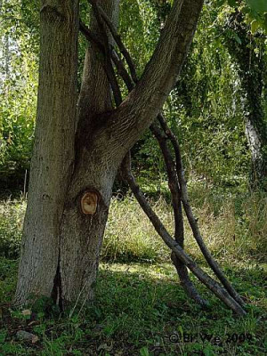 walnussjung2.jpg