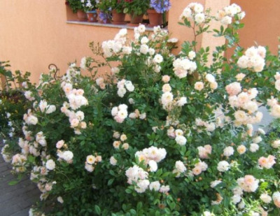 GdF_24-6-10.JPG
