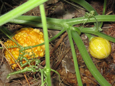 kuerbis_detail_2905.jpg