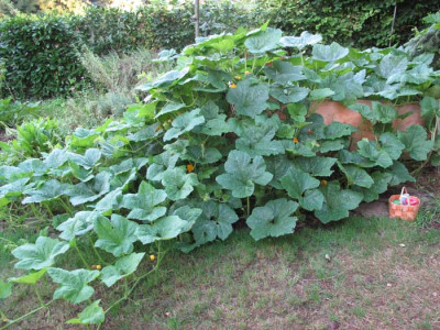 kuerbis_2905.jpg