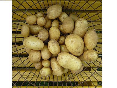 korb.jpg