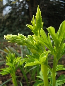 Dicentra_Austrieb.jpg