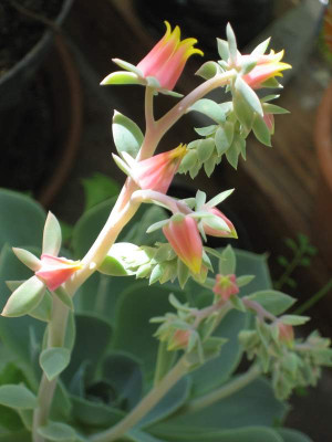 echeveria.jpg
