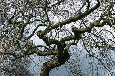 Traueresche_090405A.jpg