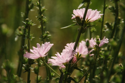 wegwarte_rosa_juli.jpg