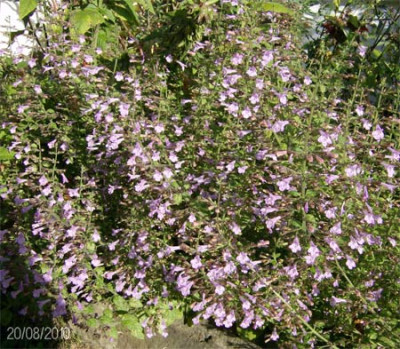 Steinquendel-200810.jpg