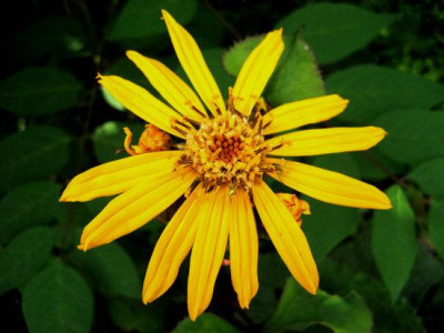 2010-08-19_Ligularia_dentata.jpg