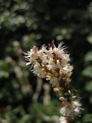 2010-08-19_Bistorta1.jpg