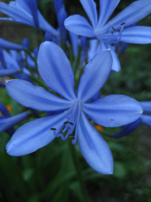2010-08-20_Agapanthus2.jpg
