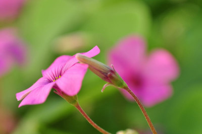 Oxalis_crassipes.JPG