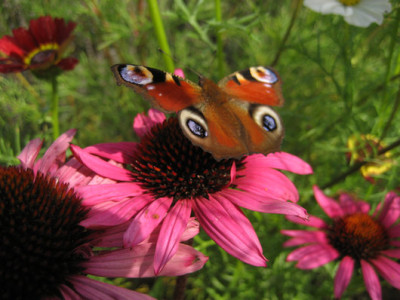 2010-08-20.Echinacea_Fatal_Attraction.jpg