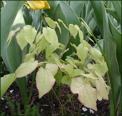 Epimedium_Japan_1_Tx.JPG