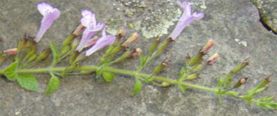 Calamintha-unbekannt-Blute.jpg