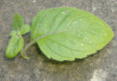 calamintha-unbekannt-Blatt.jpg