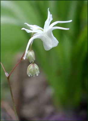 Epimedium_Japan_2_xX.JPG