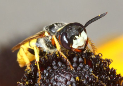 bienenwolf_w01.jpg