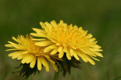 Taraxacum_-April-1.jpg