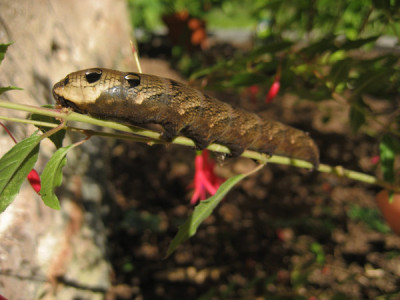 2010-08-22_Raupe.jpg