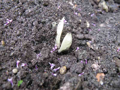 Colchicum_treibt.jpg