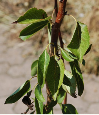 Birnbaumblatter_0010__7936.jpg