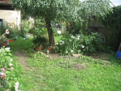 Birke_2010_2.jpg