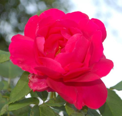 La_Reine_aus_Meldorf_0010__77808.jpg