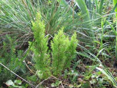 Erica_arborea_ganz_klein.jpg