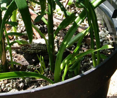 l.rosthornii-axelbrut.jpg