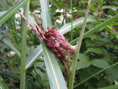Miscanthus_sinensis_Zwergelefant_800x600.jpg
