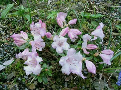 Rhododendron_pemakoense.jpg