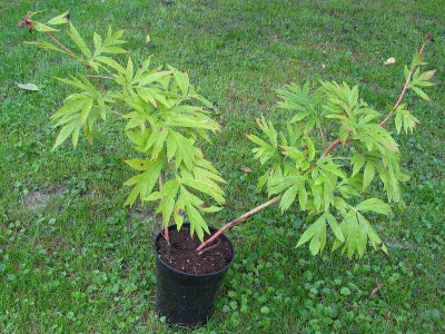 Paeonia_Early_Windflower_800x600.jpg