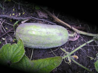 Melonengurkegroer.jpg