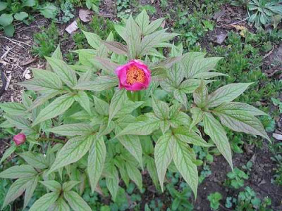 Paeonia_mairei_2.jpg