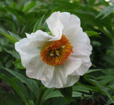 Paeonia_Early_Windflower_2_640x480.JPG