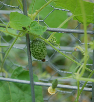 Melothria_0010__77718.jpg