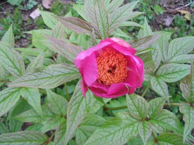 Paeonia_mairei_3.jpg