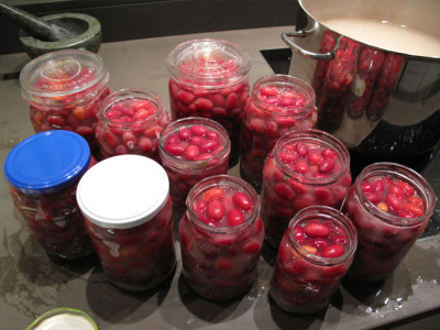rote_oliven_2010.jpg