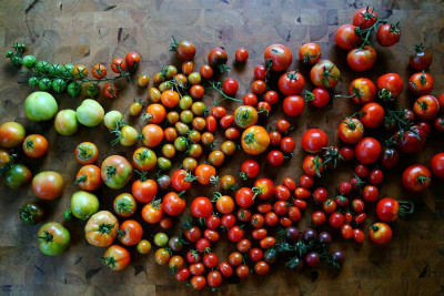 tomatenerntetag_2010_zg.jpg