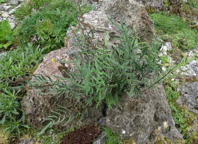 comp_Pallaea_atropurpurea.jpg