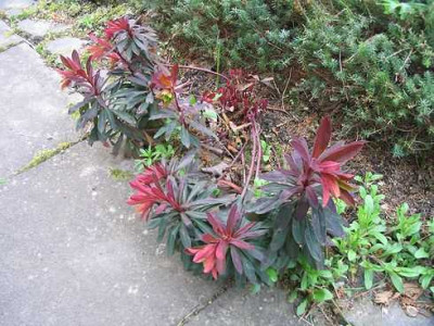 Euphorbia_amygdaloides_Purpurea.jpg