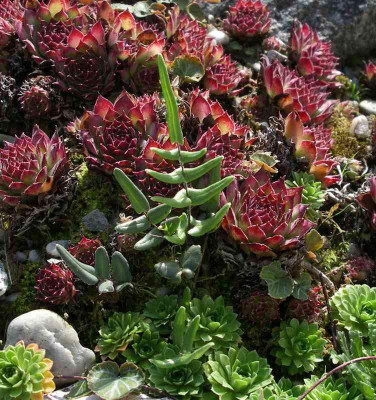 comp_Pellaea_atropurpurea_Jungpflanze.jpg