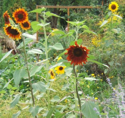 Sonnenblumen.JPG
