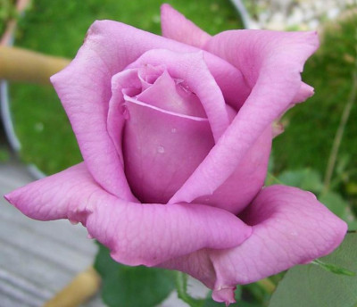 MamyBlue_0810.JPG
