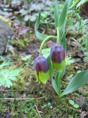 Fritillaria_michailovskyi.jpg