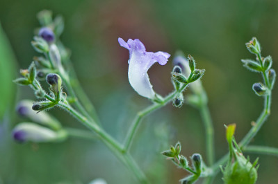 Stobilanthes-athropurpureus-Aug2210.jpg