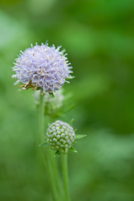 Succisella-inflexa-Aug2210.jpg