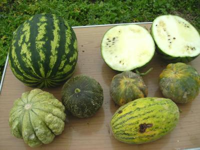Melonenmix.jpg