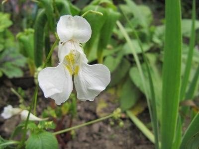 Lisa_garten_5_witte_impantiens081.jpg